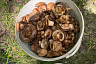 Саратовцы собирают грибы ящиками и ведрами